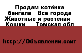 Продам котёнка бенгала - Все города Животные и растения » Кошки   . Томская обл.